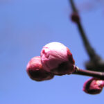 Thumbnail of related posts 093