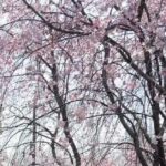 Thumbnail of post image 156