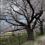 Thumbnail of post image 079