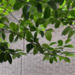 Thumbnail of post image 020