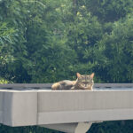 Thumbnail of post image 133